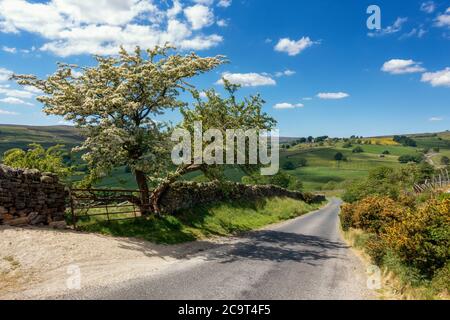Blick auf den Trapping Hill in Nidderdale mit einem atemberaubenden blühenden Weißdornbaum und über das Dorf Middlesmoor, North Yorkshire, England, U Stockfoto