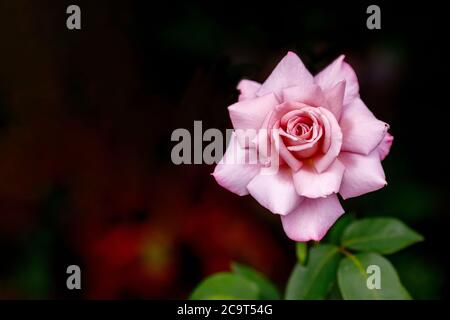 Schöne große rosa Rose im Garten auf dunklem Hintergrund, Nahaufnahme Stockfoto