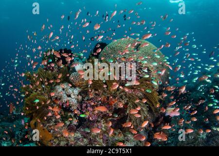 Kleine, bunte Fische schweben in der Nähe von Korallen auf einem gesunden Riff in Alor, Indonesien. Diese abgelegene Region ist für ihre unglaubliche marine Artenvielfalt bekannt. Stockfoto