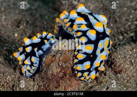 Ein Paar geschwollene Phyllidia Nacktschnecken, Phyllidia varicosa, kriecht über den Meeresboden bei Alor, Indonesien. Diese bunten Meeresschnecken sind giftig. Stockfoto