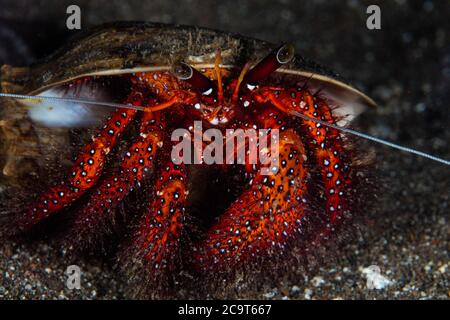 Ein Weißfleckiger Einsiedlerkrebs, Dardanus megistos, kriecht über den sandigen Meeresboden in der Nähe von Alor, Indonesien. Dieses Gebiet hat eine unglaubliche marine Artenvielfalt. Stockfoto