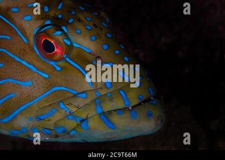 Detail des Gesichts eines Blauen Zackenbarschs, Cephalopholis formosa, auf einem Riff in Alor, Indonesien. Dieses Gebiet birgt eine außergewöhnliche marine Artenvielfalt. Stockfoto