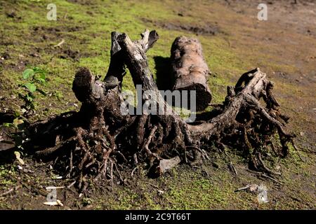 Baumwurzeln im Sumpfgebiet neben Great Stew Pond, SSSI, Epsom und Ewell, Surrey, England, Großbritannien, Juli 2020 Stockfoto