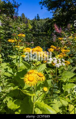 Gelbe Inula helenium (Elecampane) blüht am Wakehurst (Wakehurst Place), botanische Gärten in West Sussex, die von den Royal Botanic Gardens verwaltet werden Stockfoto