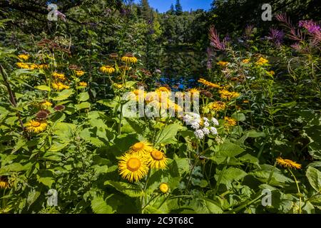 Gelbe Inula helenium (Elecampane) blüht am Wakehurst (Wakehurst Place), botanische Gärten in West Sussex, die von den Royal Botanic Gardens verwaltet werden Stockfoto