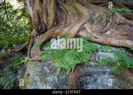 Alte verdrehte Eibenwurzeln (Taxus baccata) wachsen über Felsen in Wakehurst, botanischen Gärten in West Sussex verwaltet von den Royal Botanic Gardens, Kew Stockfoto