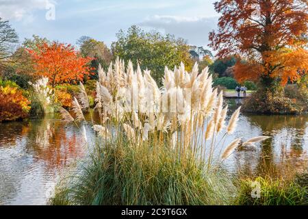 Ornamentale Pampasgras (Cortaderia Selloana) Teich in Wakehurst Place, Ardingly, West Sussex, UK mit Bäumen in Herbstfarben Stockfoto