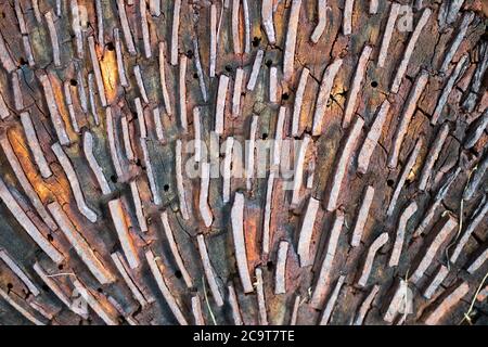Oberfläche eines alten hölzernen Mühlsteins zum Mahlen von Mehl. Stockfoto