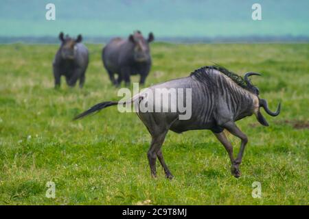 Schwarzes Nashorn, Krater Ngorongoro, Tansania; vom Aussterben bedrohte Arten.Wildebeest spielerisch. Stockfoto