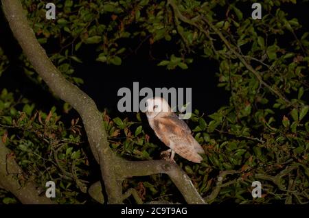 Erwachsene Scheune Eule, Tyto alba, in Buche bei Nacht, West Lothian, Schottland, Großbritannien Stockfoto