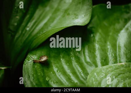 Draufsicht auf braune Schnecke, die auf frischen grünen Blättern mit tropfendem Tau nach Regen läuft. Gartenschnecke auf Cardwell Lilie oder Nördliche weihnachtslilie (Proiphys amb Stockfoto