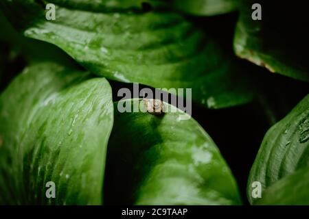 Draufsicht auf braune Schnecke, die auf frischen grünen Blättern mit tropfendem Tau nach Regen läuft. Gartenschnecke auf Cardwell Lilie oder Nördliche weihnachtslilie (Proiphys amb Stockfoto