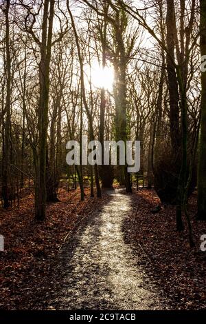 Sonnenlicht durch die Äste auf dem Fußweg in Cheshire Forest UK Stockfoto