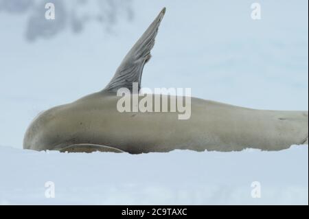 Die Krabbenfellrobbe (Lobodon carcinophaga), auch Krill-Eater-Robbe genannt. Stockfoto