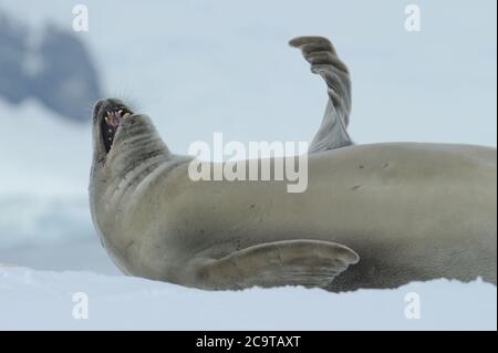 Die Krabbenfellrobbe (Lobodon carcinophaga), auch Krill-Eater-Robbe genannt. Stockfoto