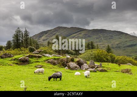 Lauragh, Kerry, Irland. August 2020. Schafe grase auf Low Line Weide in der Nähe von Lauragh in Co. Kerry, Irland. - Credit; David Creedon / Alamy Stockfoto