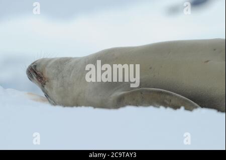 Die Krabbenfellrobbe (Lobodon carcinophaga), auch Krill-Eater-Robbe genannt. Stockfoto