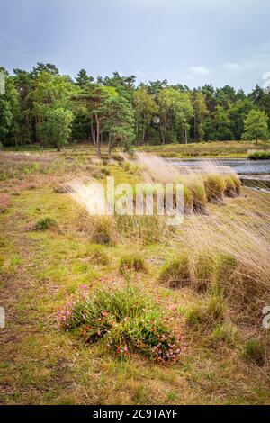 Landschaft des Nationalparks Hatertse und Overasseltse Vennen in Overasselt, Gelderland Niederlande, Europa Stockfoto