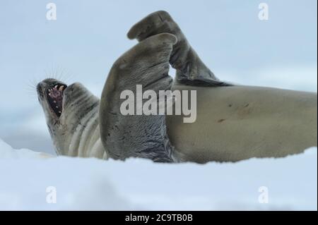 Die Krabbenfellrobbe (Lobodon carcinophaga), auch Krill-Eater-Robbe genannt. Stockfoto