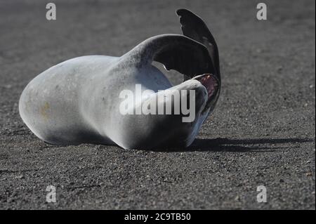 Die Krabbenfellrobbe (Lobodon carcinophaga), auch Krill-Eater-Robbe genannt. Stockfoto