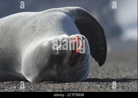 Die Krabbenfellrobbe (Lobodon carcinophaga), auch Krill-Eater-Robbe genannt. Stockfoto