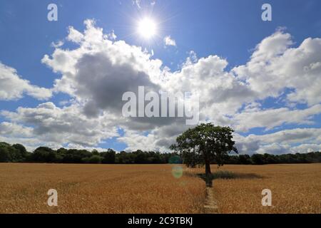 Chessington, Surrey, England, Großbritannien. August 2020. Die Mittagssonne schlägt unten auf einem Feld des reifenden Weizens an einem anderen glorreichen Sommertag in Surrey. Quelle: Julia Gavin/Alamy Live News Stockfoto