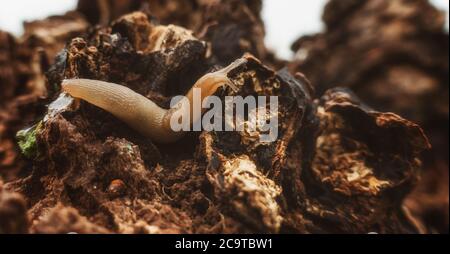 Hübsches Foto von einer Schnecke auf einem faulen Baumstumpf, Großbritannien Stockfoto