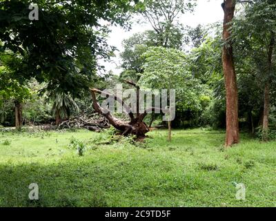 Die großen Wurzeln und die Äste des gefallenen Baumes in den Wäldern Stockfoto