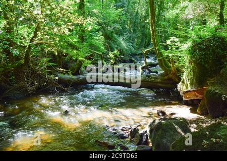 Luxulyan Valley 300720 Stockfoto