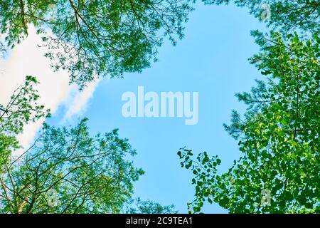 Das Baldachin von hohen Bäumen umrahmt einen klaren blauen Himmel mit weißen Wolken. Blick auf grünen Wald. Bäume mit grünen Blättern Stockfoto