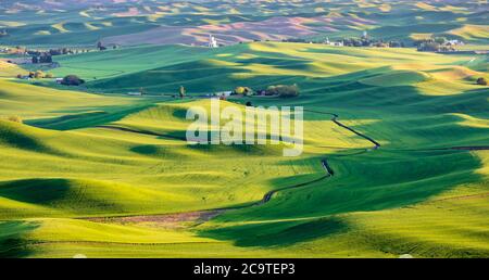 Palouse grüne Weizenfelder, vom Steptoe Butte State Park aus gesehen, Palouse, WA Stockfoto