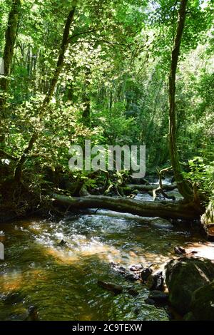 Luxulyan Valley 300720 Stockfoto