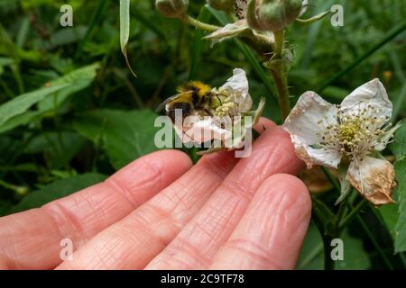 Hand einer Person, die an einer Heckenblume mit einer frühen Hummel (Bombus pratorum) darauf hält, Großbritannien Stockfoto