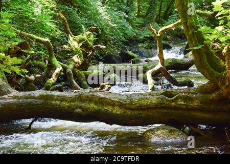 Luxulyan Valley 300720 Stockfoto