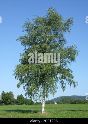 Birke Silberbaum Europäische Weiße Sommerblätter Stockfoto