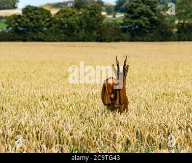 East Lothian, Schottland, Großbritannien, 2. August 2020. UK Wetter: Europäisches Reh (Capreolus capreolus), das durch ein Weizenfeld läuft. Ein Reh-Hirsch springt durch die goldreifen Weizenhalme Stockfoto