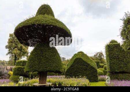 Älteste formgehölze Park in der Welt mit fantastisch geformten Pflanzen am Levens Hall in Cumbria, Großbritannien. Stockfoto