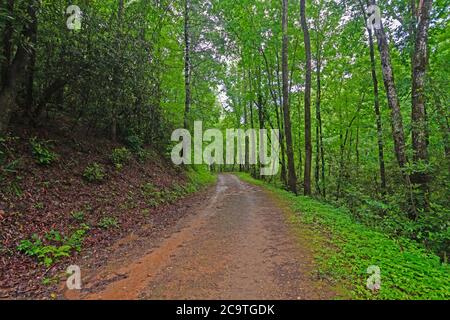 Rainy Trail in den Bergen im Frühling in den Great Smoky Mountains in North Carolina Stockfoto