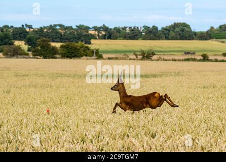 East Lothian, Schottland, Großbritannien, 2. August 2020. UK Wetter: Europäisches Reh (Capreolus capreolus), das durch ein Weizenfeld läuft. Ein Reh-Hirsch springt durch die goldreifen Weizenhalme Stockfoto