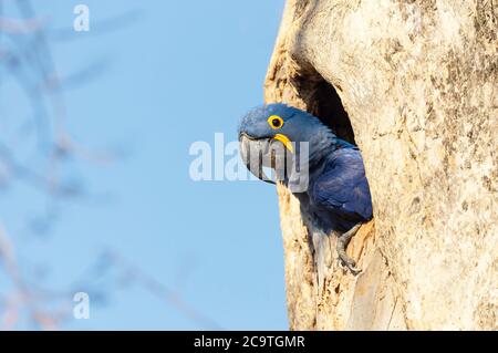 Nahaufnahme eines Hyazinthara Nester in einem Baum Loch, Süd Pantanal, Brasilien. Stockfoto