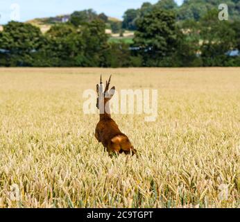 East Lothian, Schottland, Großbritannien, 2. August 2020. UK Wetter: Europäisches Reh (Capreolus capreolus), das durch ein Weizenfeld läuft. Ein Reh-Hirsch springt durch die goldreifen Weizenhalme Stockfoto