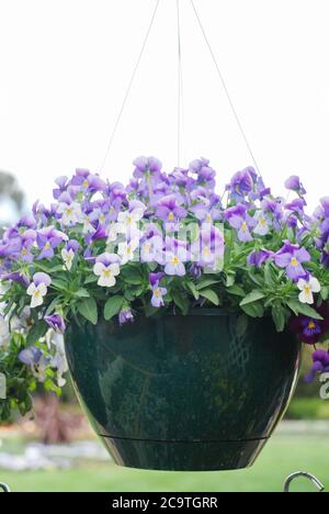 Gelbe und hellviolette Blumen-Stiefmütterchen Nahaufnahme von bunten Stiefmütterchen, eine Topfpflanze Stockfoto