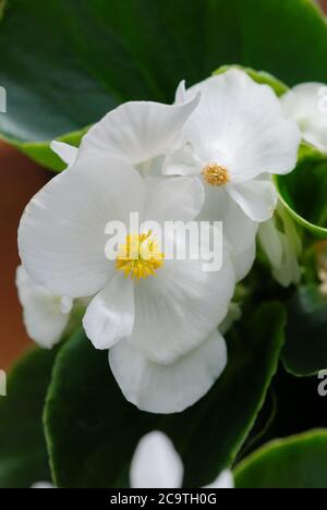 Weiße Begonien, semperflorens begonias im Garten, Topfbegonien Stockfoto