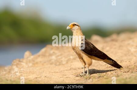 Nahaufnahme einer gelbköpfigen Karakara (Milvago chimachima), die an einer sandigen Flussküste, Südpananal, Brasilien, steht. Stockfoto