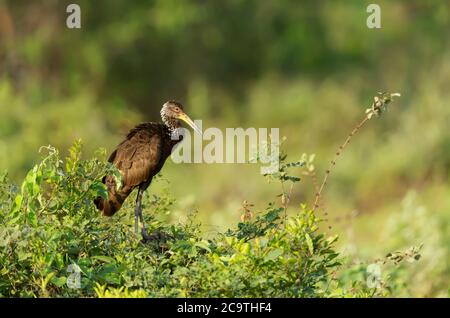 Limpkin (Aramus guarauna) in einem Baum thront, Pantanal, Brasilien. Stockfoto