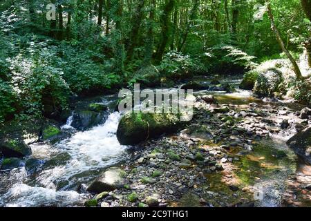 Luxulyan Valley 300720 Stockfoto