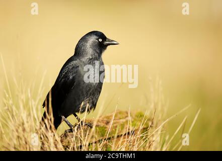 Nahaufnahme einer Jackdaw, die auf einem Holzpfosten vor gelbem Hintergrund steht, UK. Stockfoto