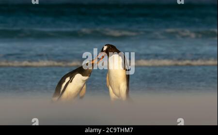 Nahaufnahme eines Gentoo-Pinguins, der Küken an einem Sandstrand auf den Falkland-Inseln füttert. Stockfoto