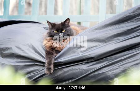 Nahaufnahme einer schwarzen Katze, die auf einer Gartenschaukelbank liegt. Stockfoto