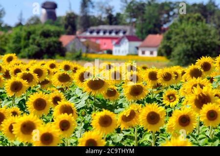 Michendorf, Deutschland. Juli 2020. Sonnenblumen (Helianthus annuus) wachsen auf einem Feld in der Nähe der letzten Häuser der Gemeinde im Landkreis Potsdam-Mittelmark. Die einjährige Pflanze wird als Ölpflanze angebaut und blüht vorzugsweise an sonnigen Stellen von Ende Juni bis Anfang Oktober. Quelle: Soeren Stache/dpa-Zentralbild/ZB/dpa/Alamy Live News Stockfoto